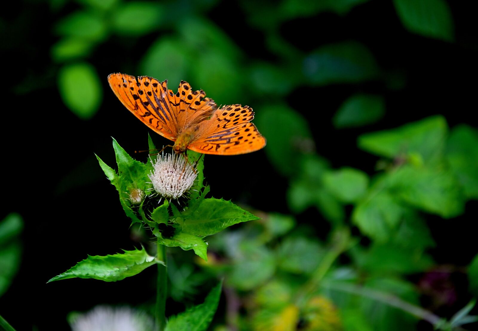 Nikon D3300 sample photo. Butterfly, fritillary, insect photography
