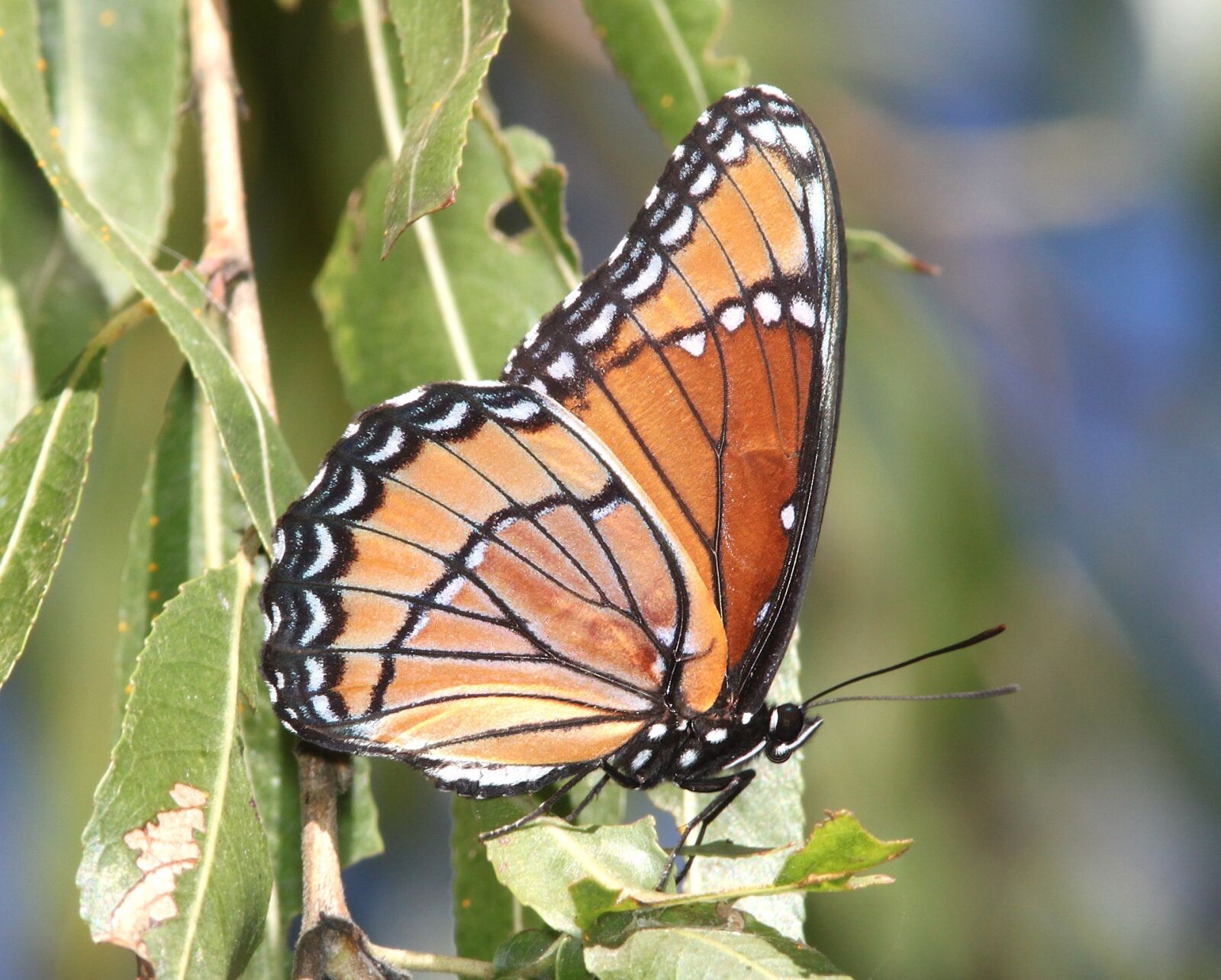 Canon EOS 500D (EOS Rebel T1i / EOS Kiss X3) sample photo. Viceroy butterfly, plant, insect photography
