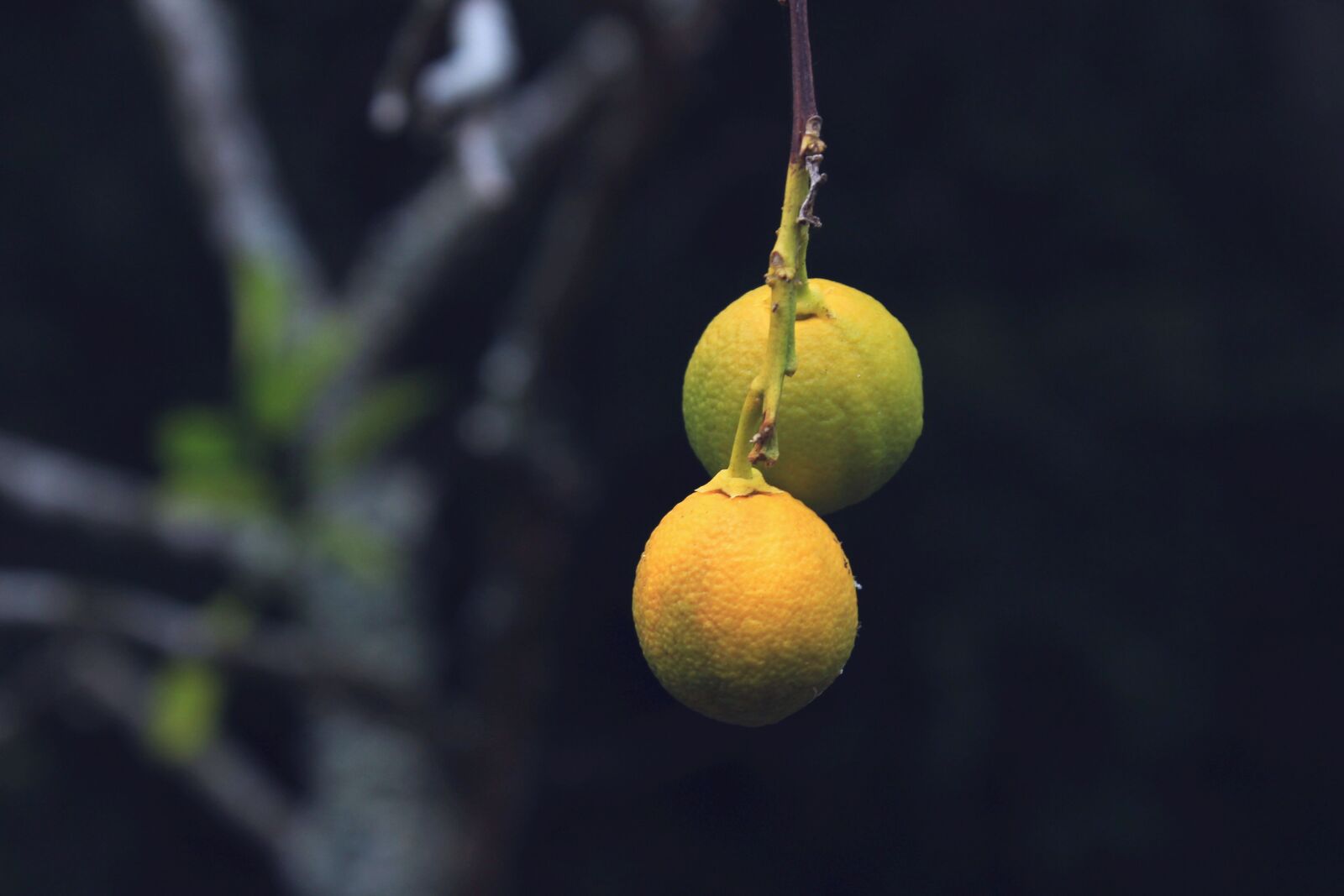 Canon EOS 600D (Rebel EOS T3i / EOS Kiss X5) sample photo. Tree, lemons, alone photography