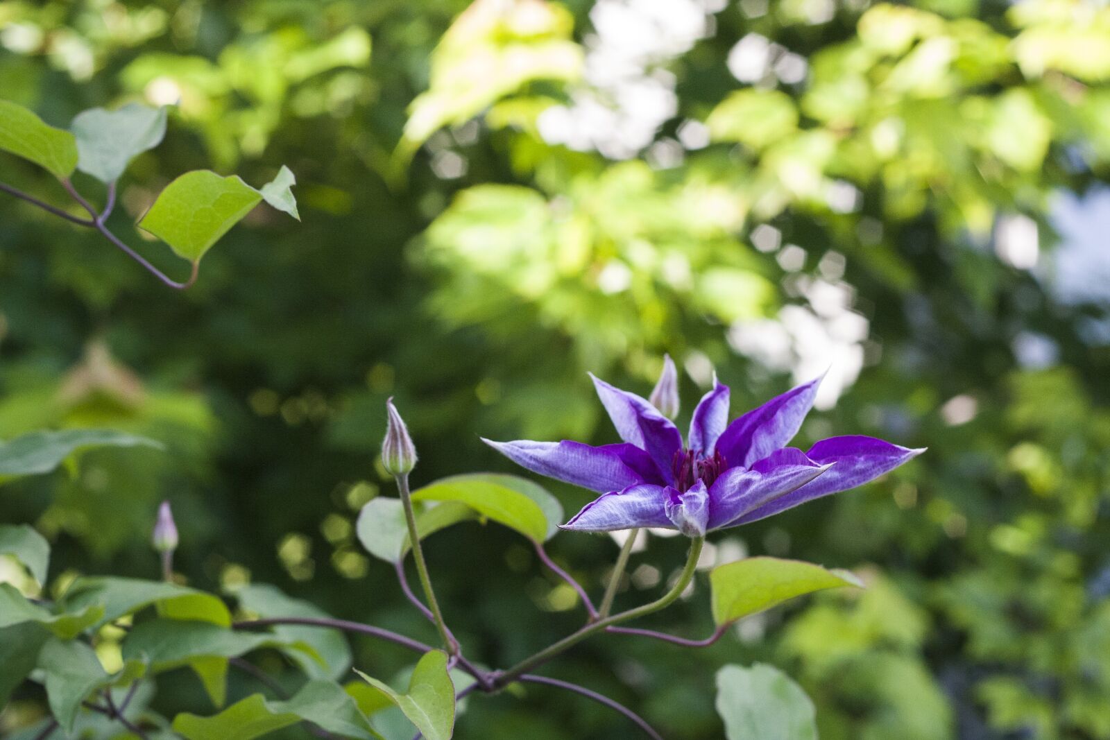 Canon EOS 40D sample photo. Purple flower, floral, plant photography