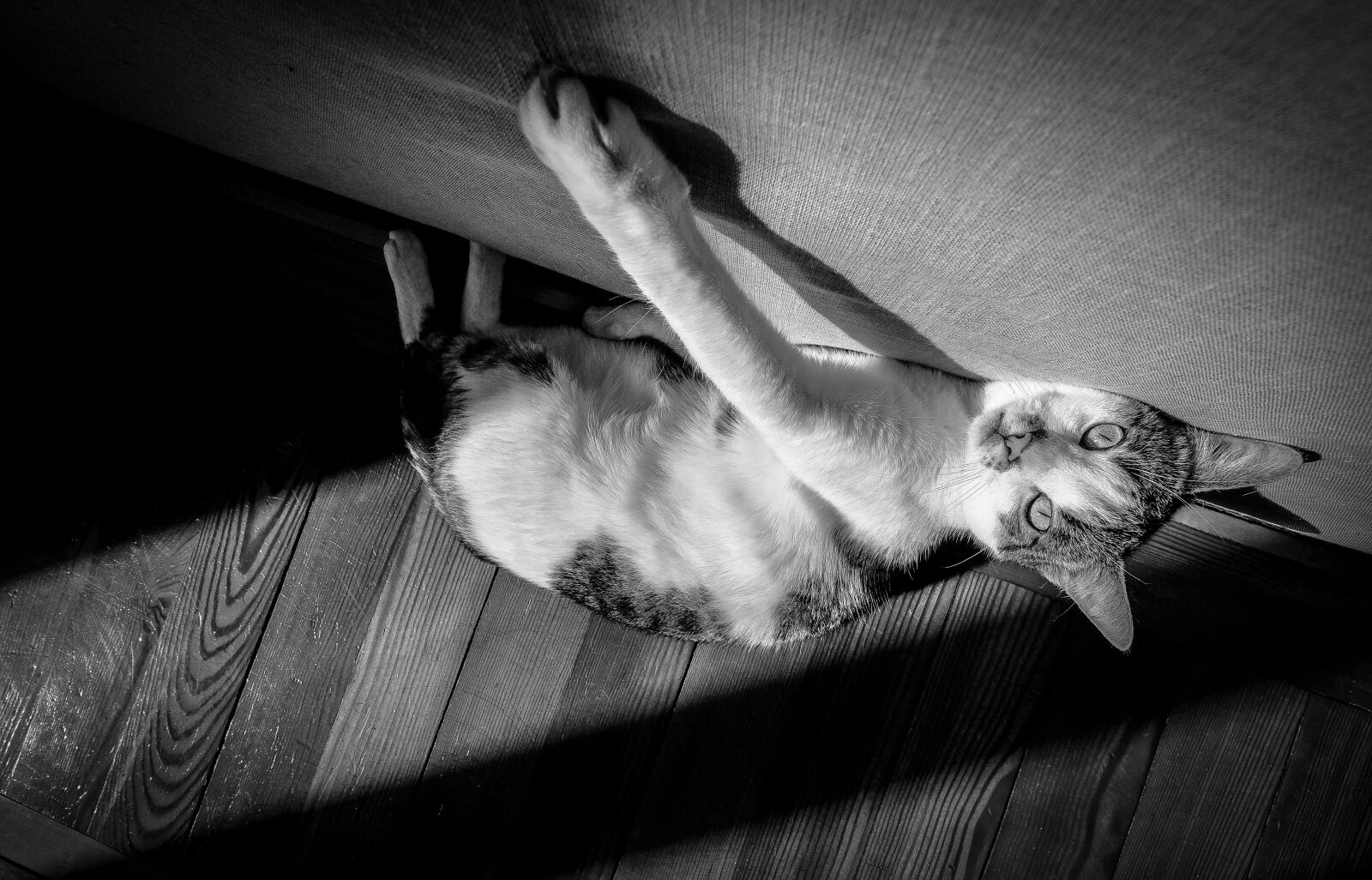 Fujifilm XF 10-24mm F4 R OIS sample photo. Grayscale, photo, of, cat photography
