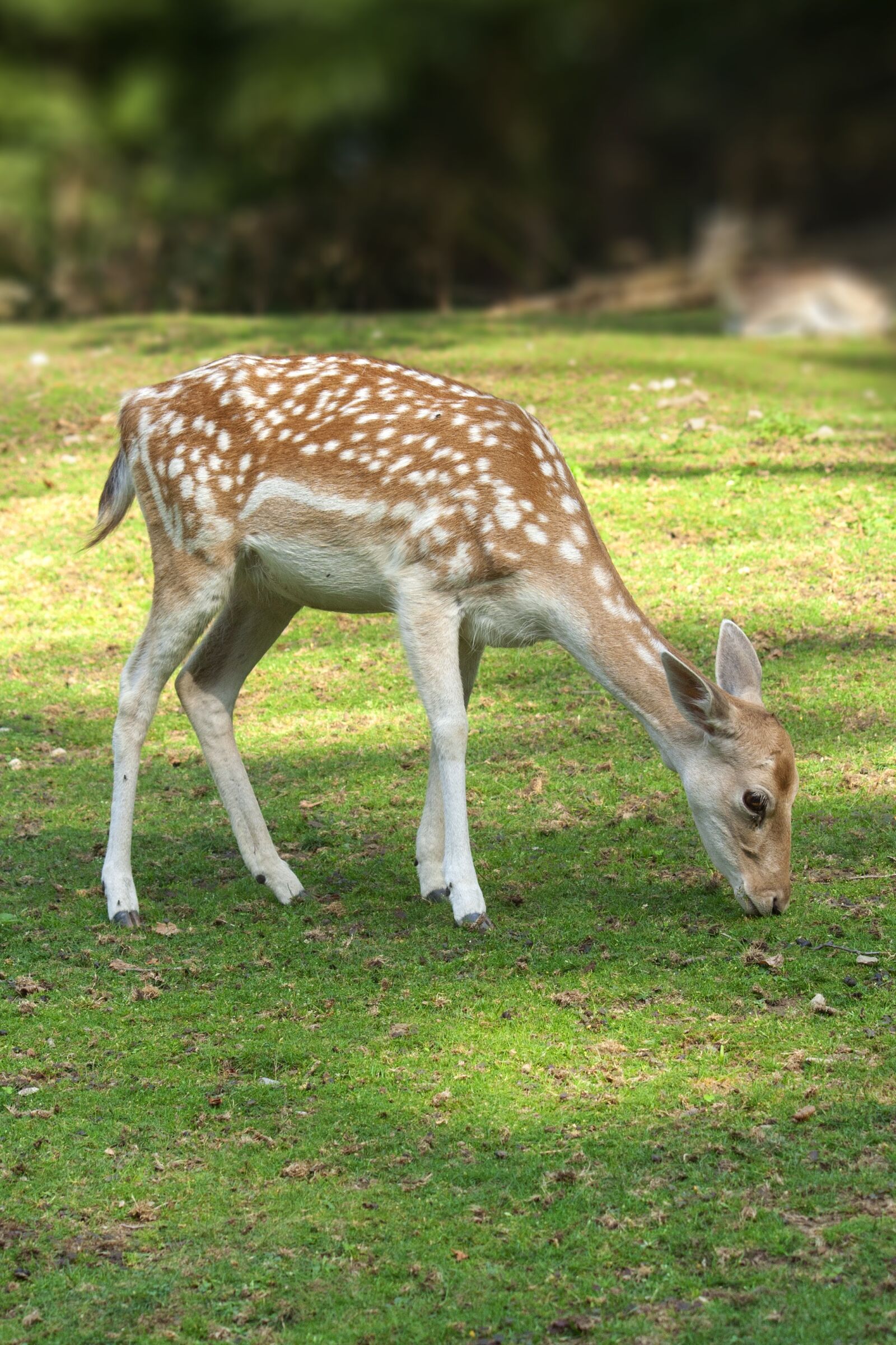 Canon EOS 350D (EOS Digital Rebel XT / EOS Kiss Digital N) sample photo. Nature, animal world, fawn photography