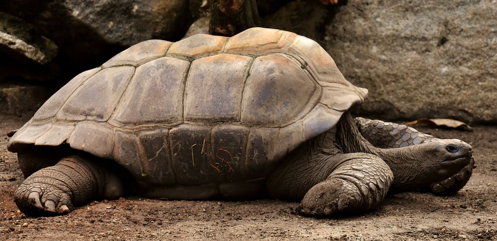 Nikon D7200 sample photo. Giant tortoises, animals, water photography