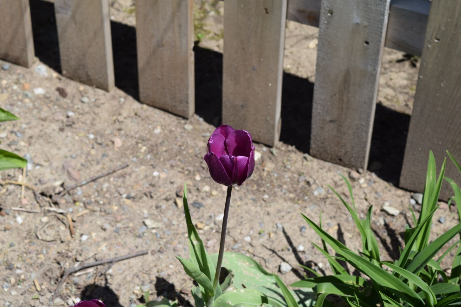 Nikon D5300 sample photo. Tulip, flower, spring photography