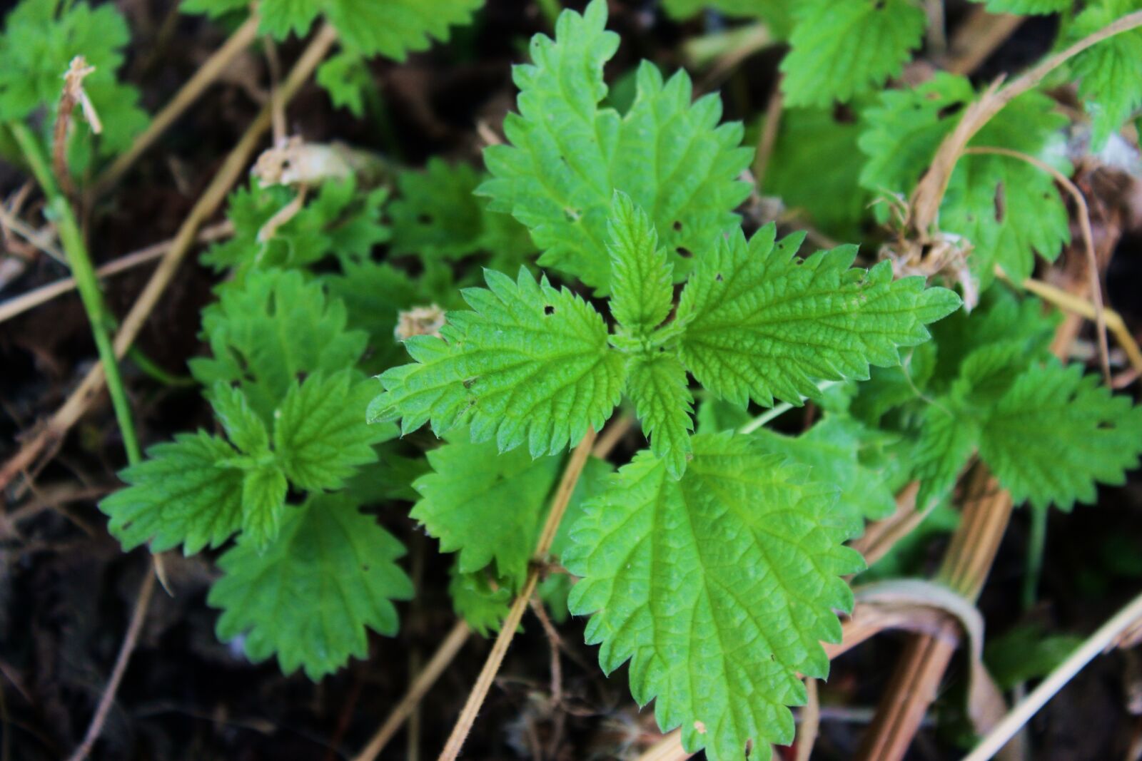 Canon EOS 1300D (EOS Rebel T6 / EOS Kiss X80) sample photo. Stinging nettle, herbs, burns photography