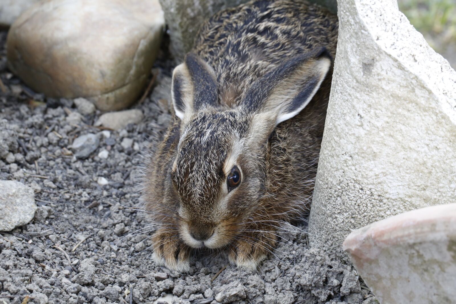 Canon EF 100mm F2.8L Macro IS USM sample photo. Hare, meister lampe, nature photography