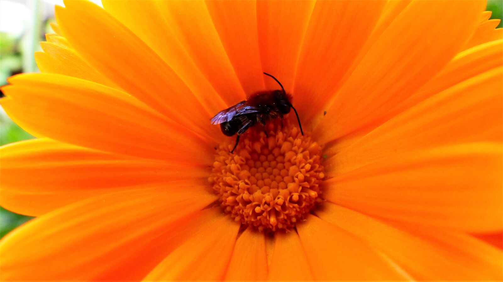Panasonic Lumix DMC-FZ200 sample photo. Nature, no person, flower photography