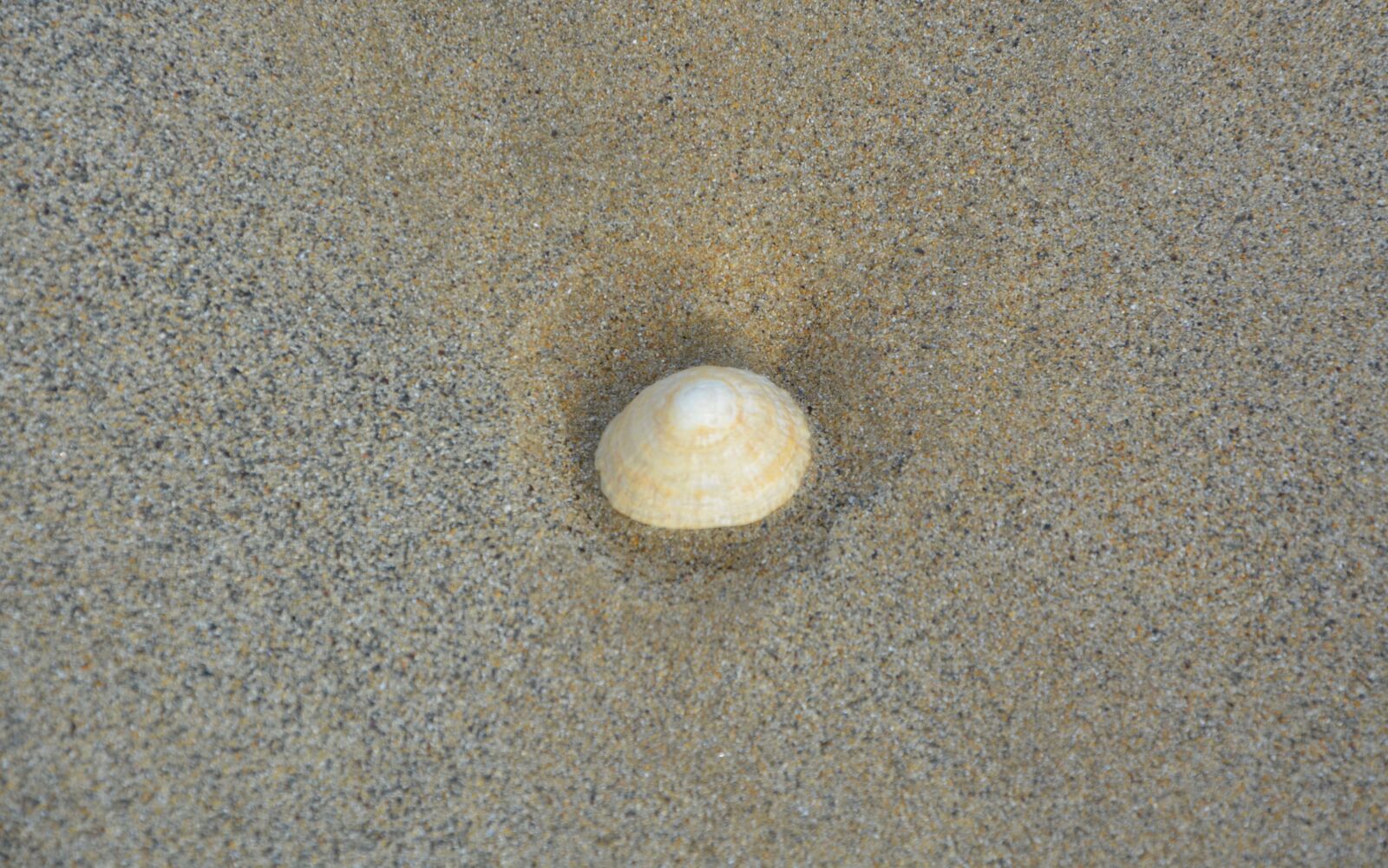 Nikon D5200 sample photo. Seashell sand, beach, sea photography