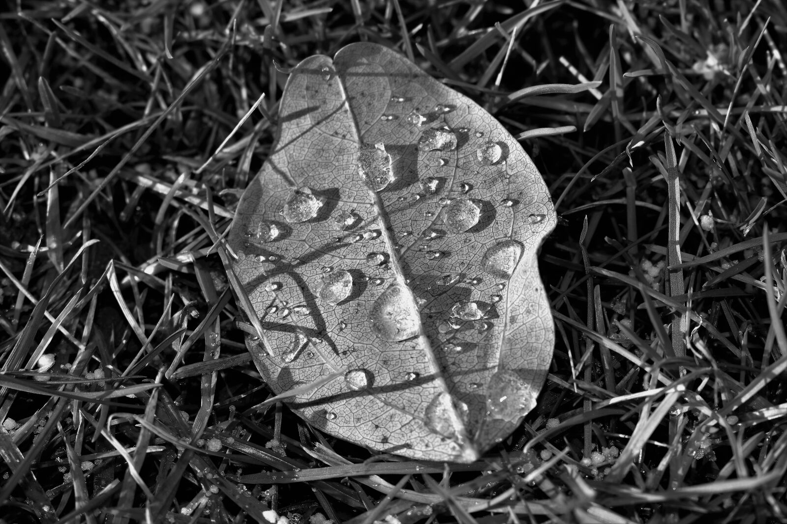 Nikon D5500 sample photo. Leaf, nature, black and photography