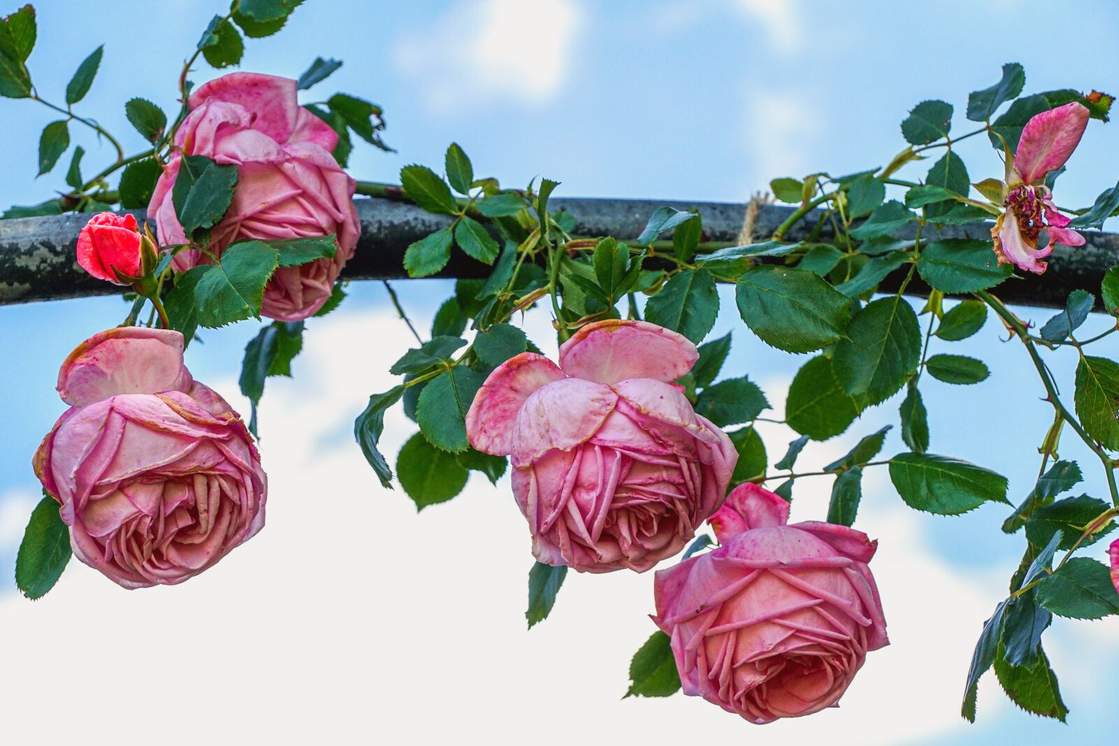 Sony DT 18-135mm F3.5-5.6 SAM sample photo. Roses, flowers, pink photography