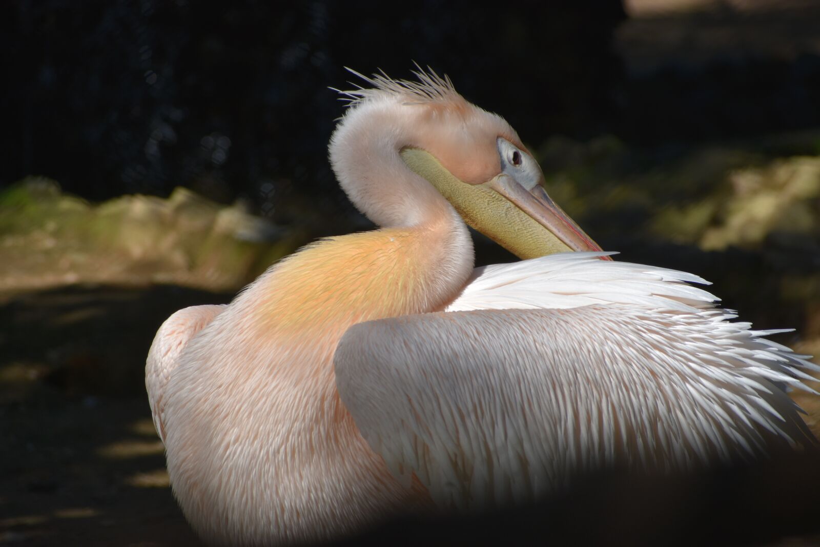 Nikon D3400 sample photo. Duck, goose, water photography