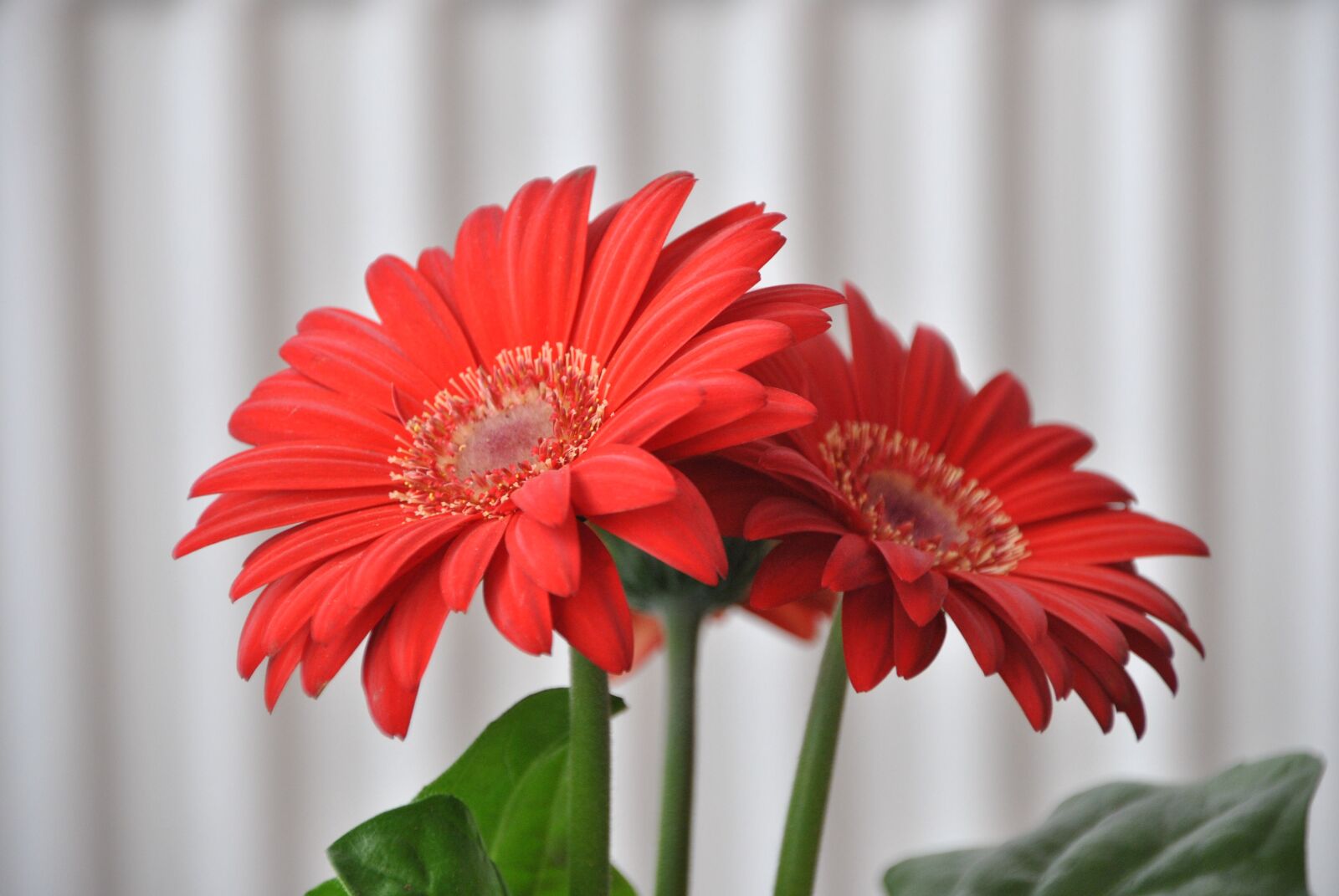 Nikon D3000 sample photo. Flowers, flower, gerbera photography