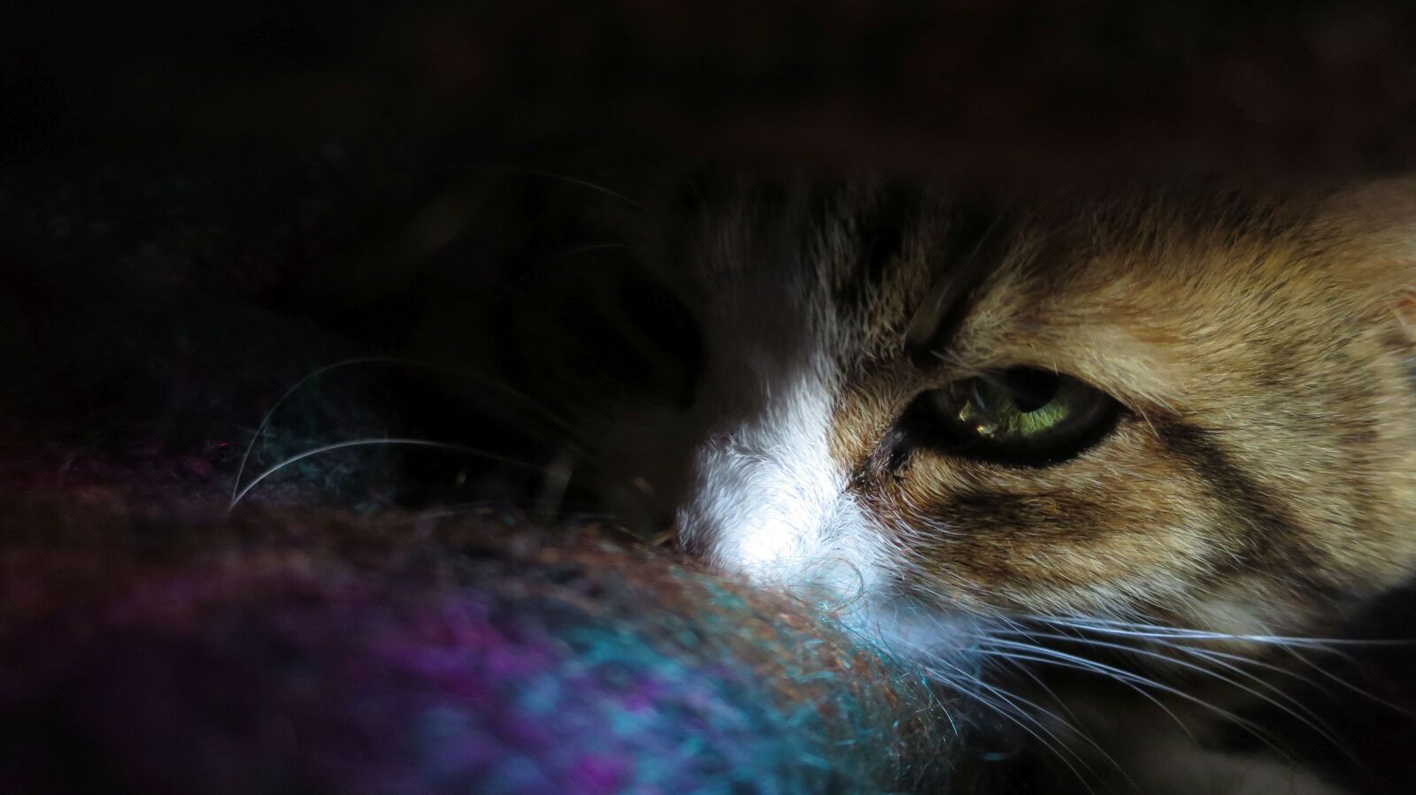 Canon PowerShot S120 sample photo. Cat, eyes, feline photography