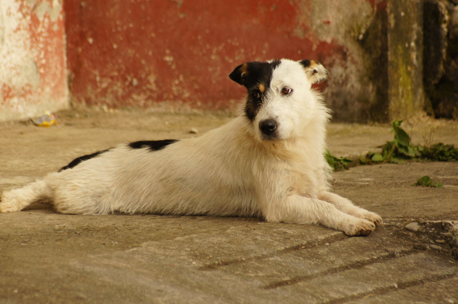 Sony SLT-A55 (SLT-A55V) sample photo. Animals, of the, field photography