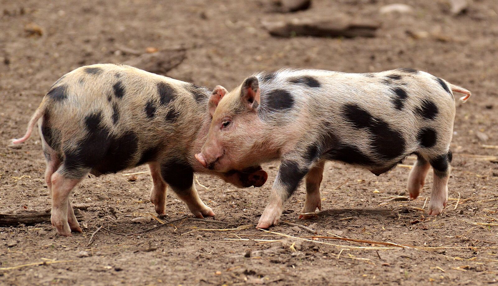 Nikon D3200 sample photo. Piglet, small pigs, mini photography