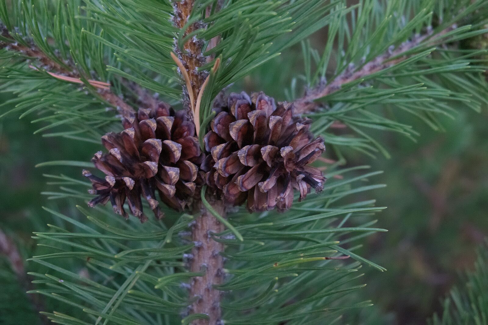 Fujifilm XC 16-50mm F3.5-5.6 OIS II sample photo. Needles, pine, coniferous tree photography