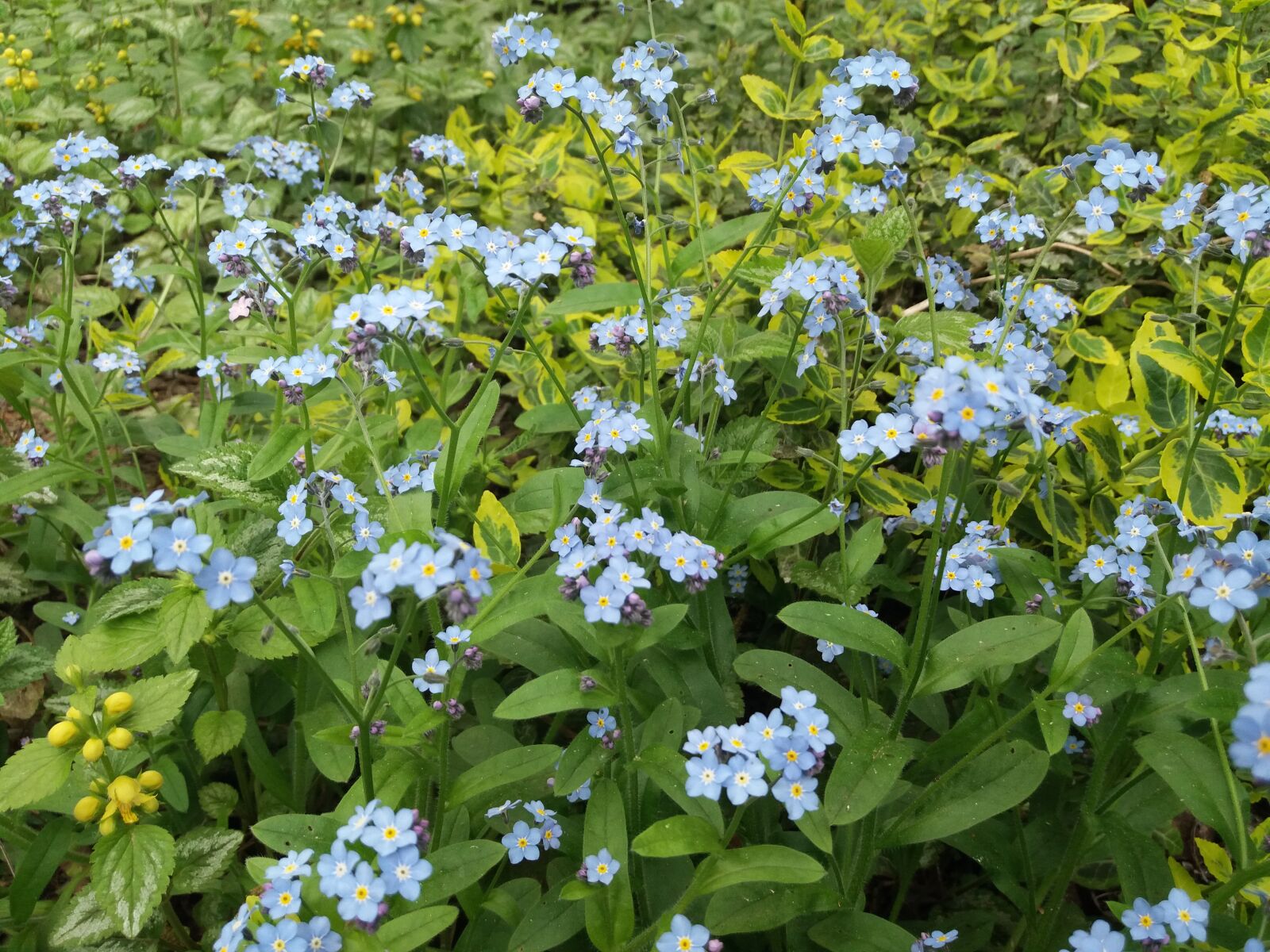 Samsung Galaxy J5(2016) sample photo. Blue, flowers, spring photography