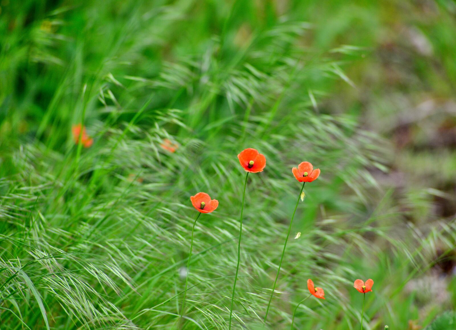 Nikon D600 sample photo. Poppies, nature, spring photography