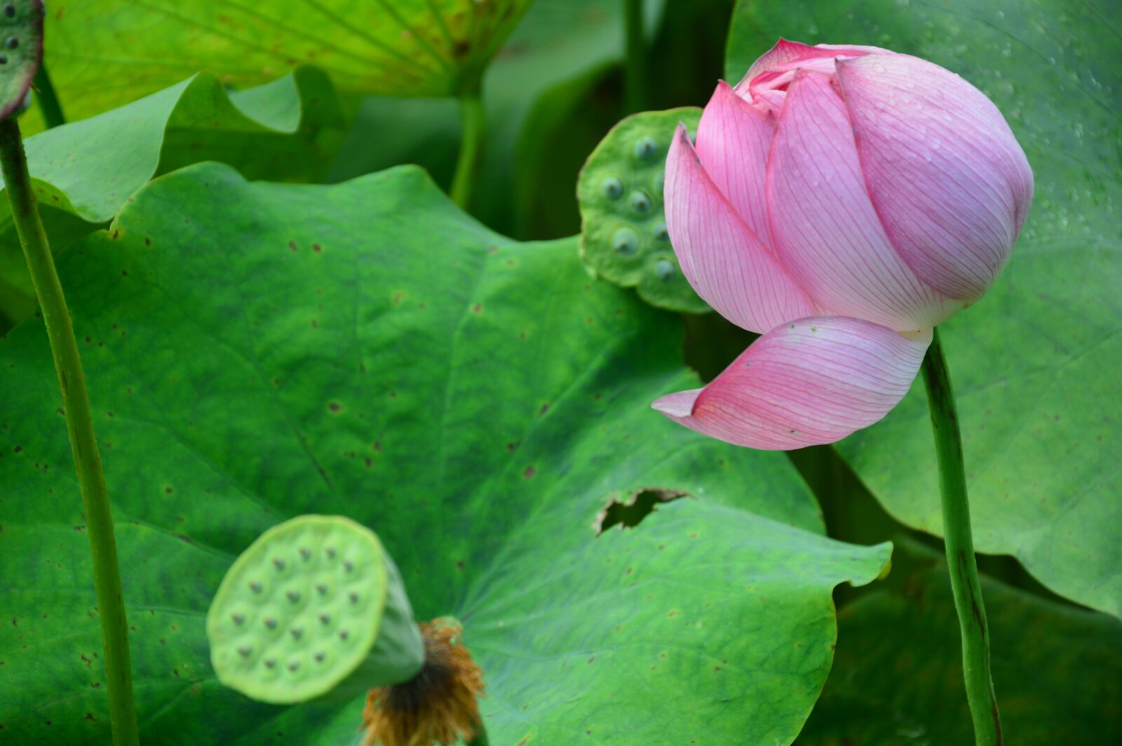 Nikon D3200 sample photo. Lotus, green, country photography
