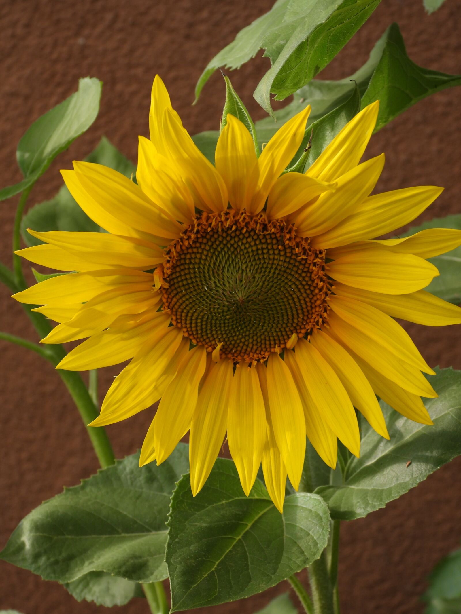Nikon Coolpix P1000 sample photo. Sunflower, flower, yellow photography