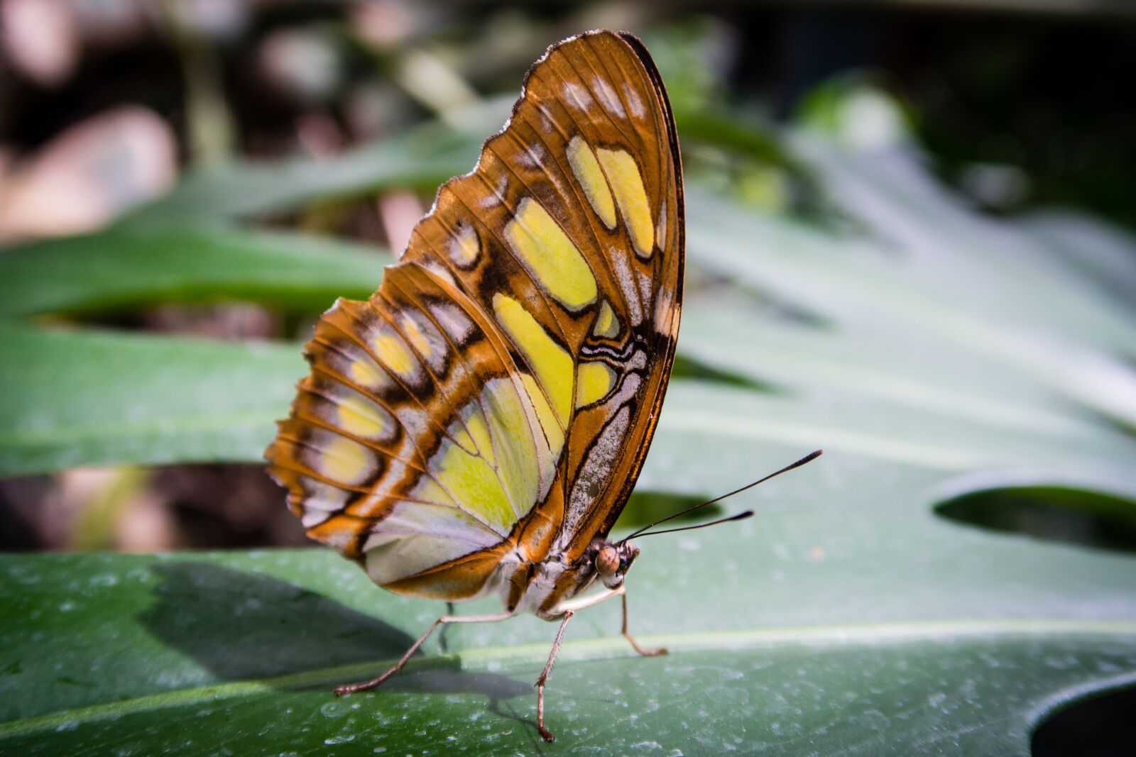 Canon PowerShot G7 X Mark II sample photo. Butterfly, leaves, garden photography