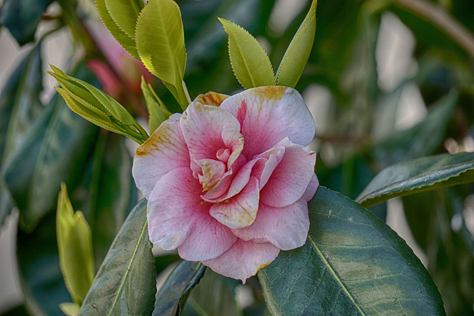 Sony E 55-210mm F4.5-6.3 OSS sample photo. Flower, japan quince, pink photography