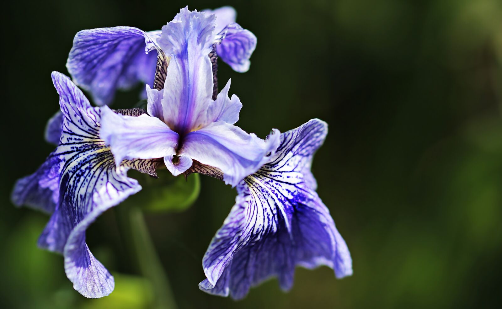 Canon EOS 100D (EOS Rebel SL1 / EOS Kiss X7) sample photo. Iris, flower, flora photography