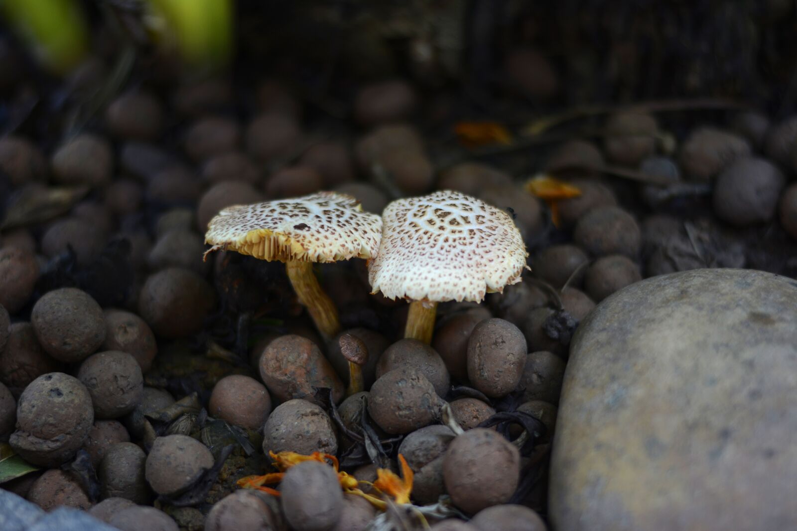 Nikon D7100 sample photo. Mushrooms, nature, stones photography