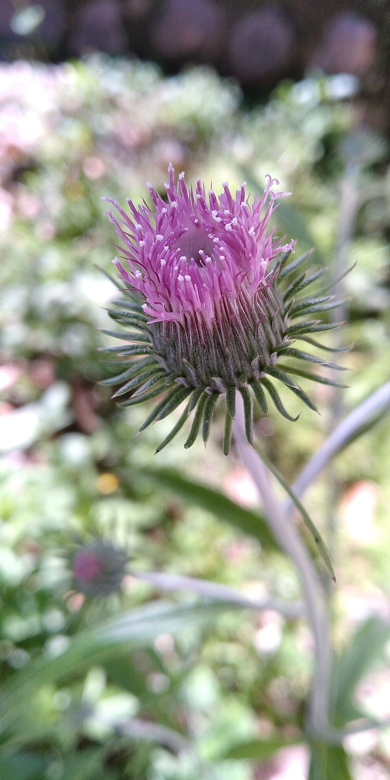 Xiaomi Redmi Note 5 sample photo. Flower, nature, dandelion photography