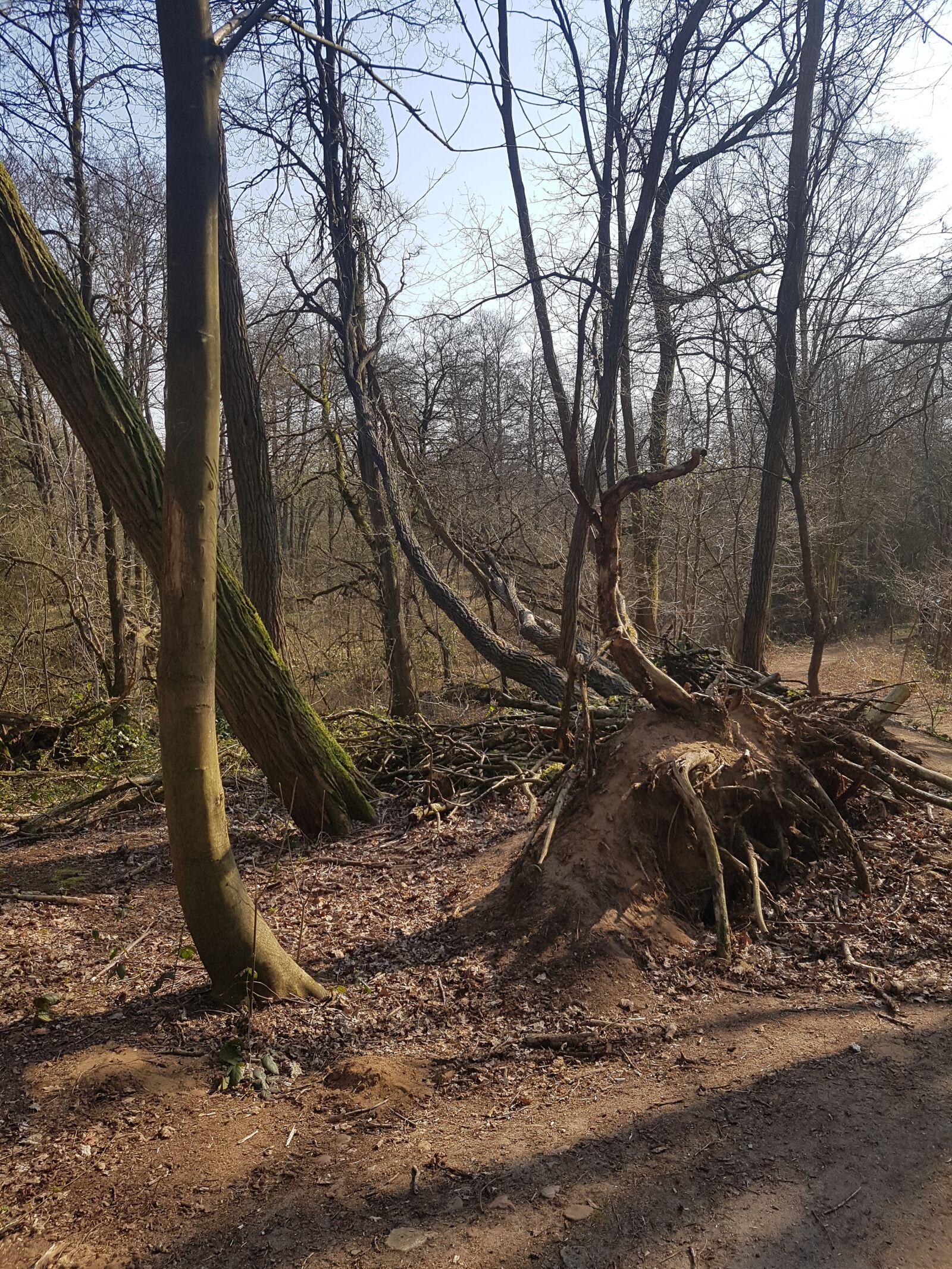 Samsung Galaxy S7 Edge sample photo. Forest, trees, dead wood photography