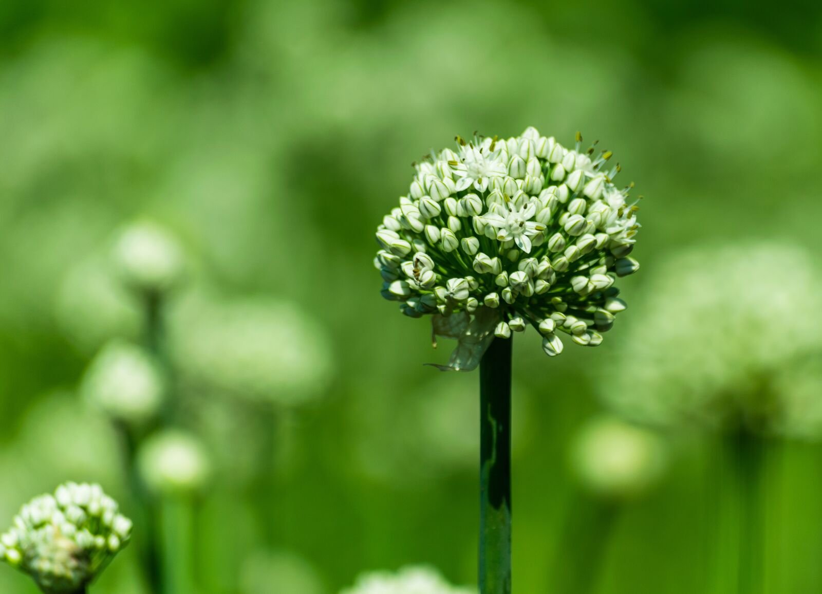 Nikon D5300 sample photo. Green, flower, nature photography