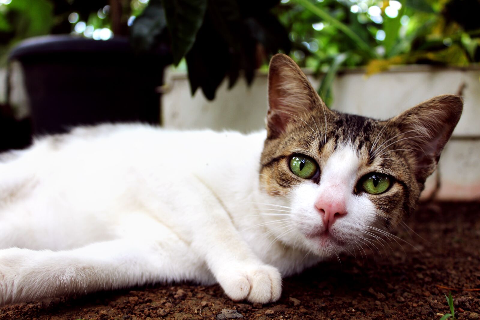 Canon EOS 1200D (EOS Rebel T5 / EOS Kiss X70 / EOS Hi) sample photo. Cute, animalia, cat photography