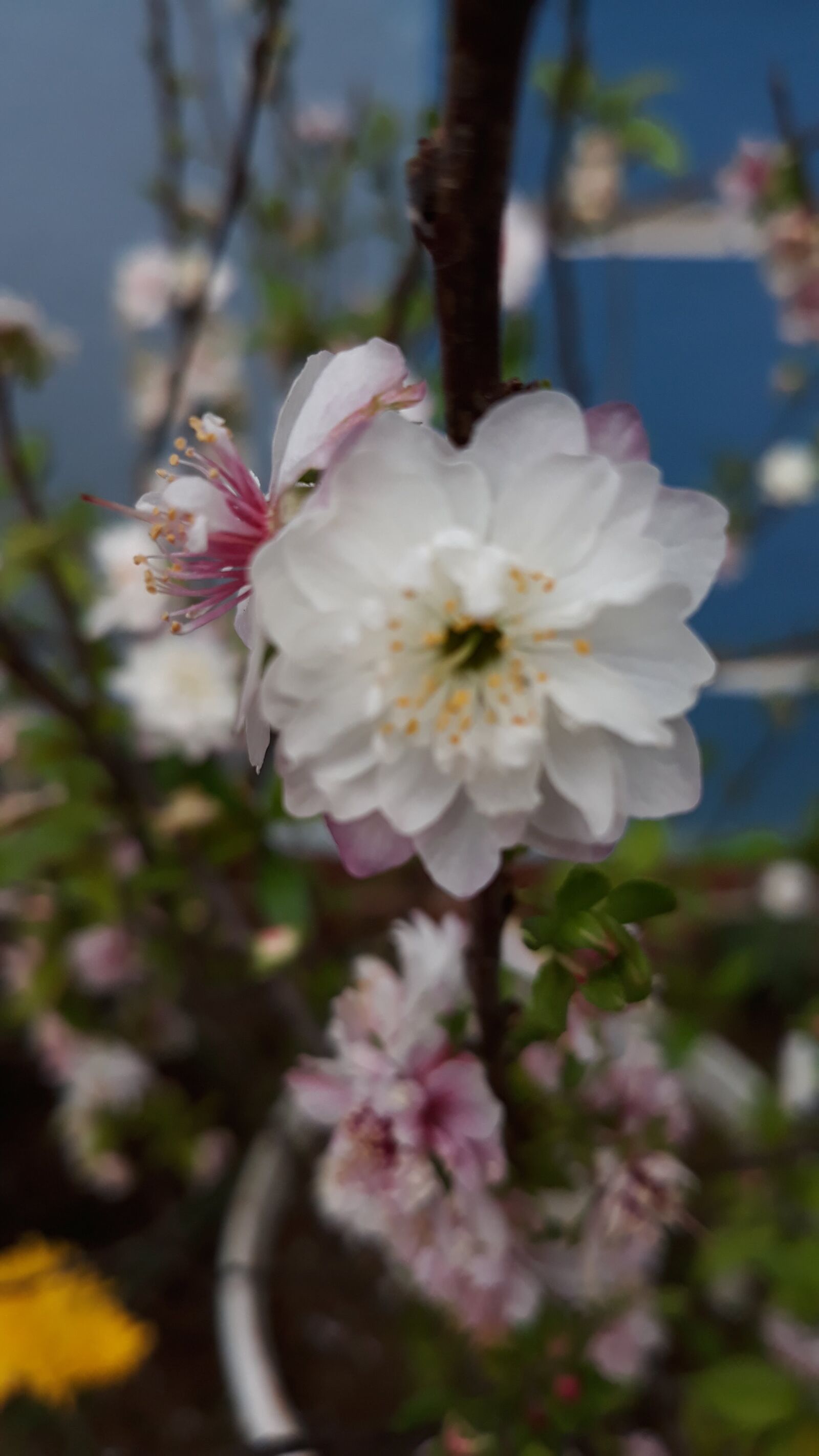 Samsung Galaxy J7 Pro sample photo. Apricot flowers, hoa, white photography