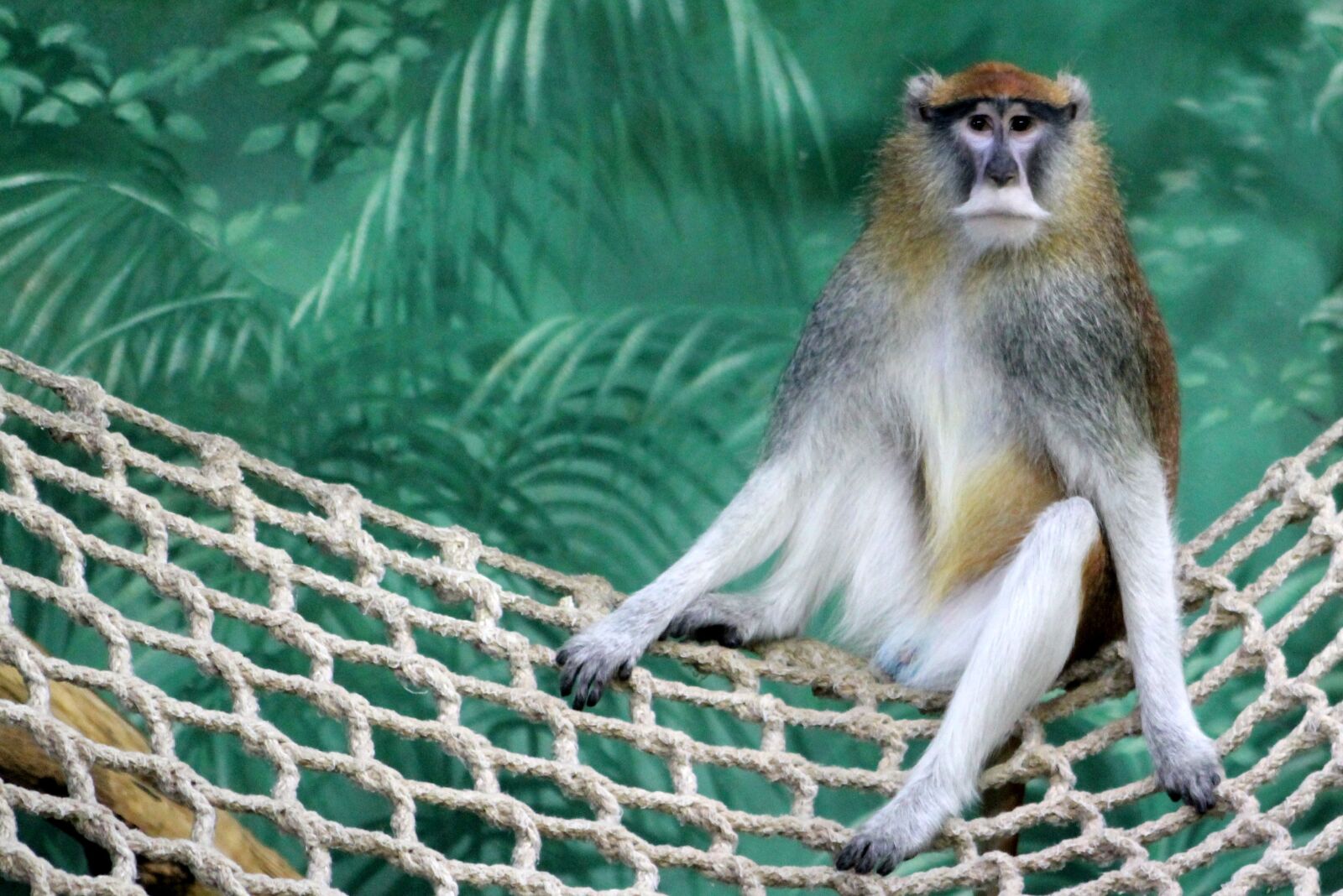 Canon EF 75-300mm f/4-5.6 sample photo. Monkey, zoo, animal photography