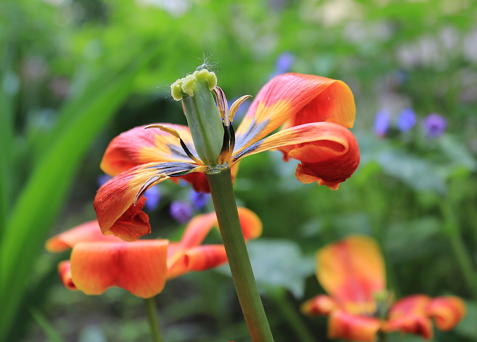 Canon EOS 6D + Canon EF 17-40mm F4L USM sample photo. Tulip, beauty, macro photography