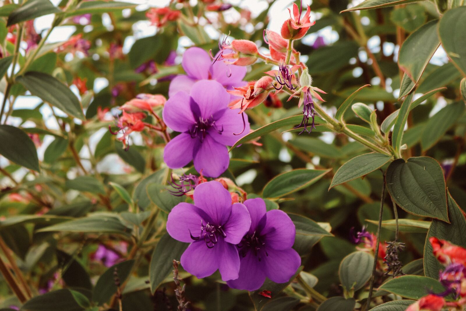 Canon EOS 750D (EOS Rebel T6i / EOS Kiss X8i) sample photo. Flower, purple, glory bush photography