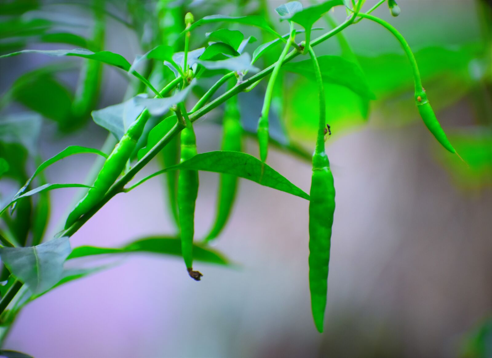 Nikon D5600 sample photo. Leaf, flora, nature photography