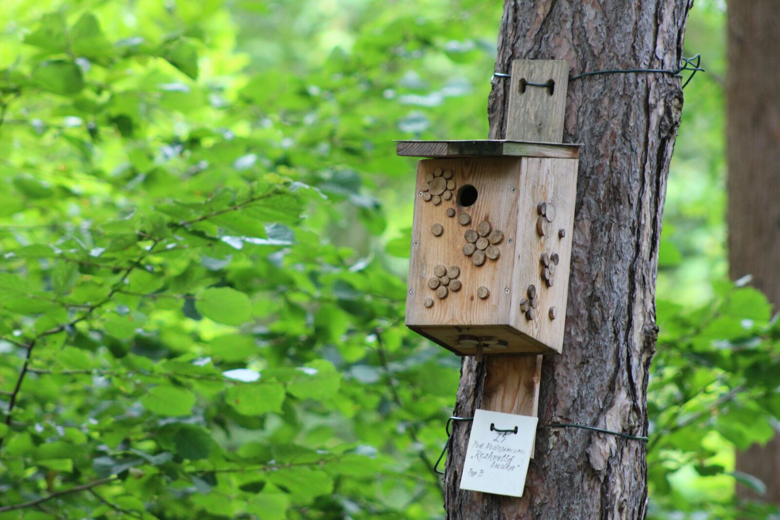 Canon EOS 100D (EOS Rebel SL1 / EOS Kiss X7) + Canon EF 75-300mm f/4-5.6 sample photo. Nestbox, bird house, bird photography