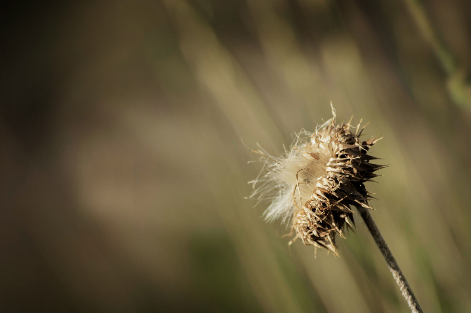 Nikon D5000 sample photo. Antique, autumn, background, blank photography