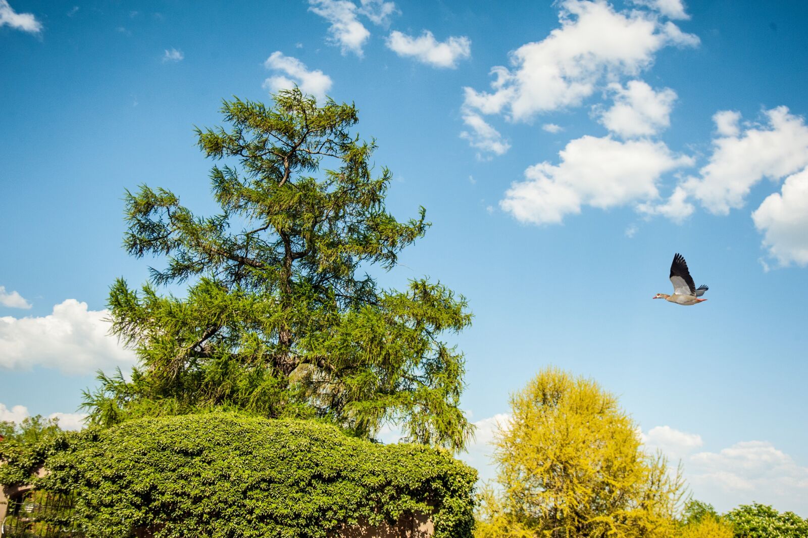 Nikon D700 sample photo. Tree, green, sky photography