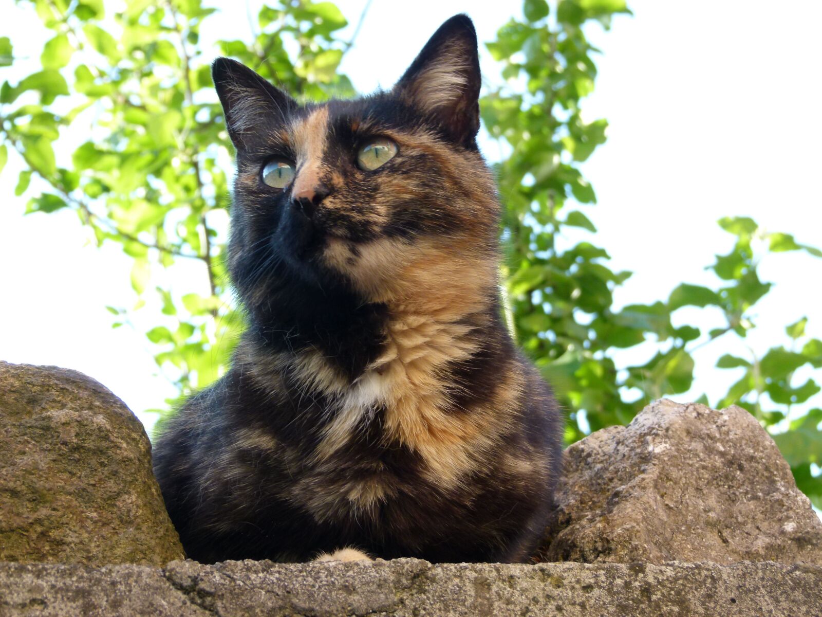 Panasonic Lumix DMC-FZ100 sample photo. Cat, relax, watch photography