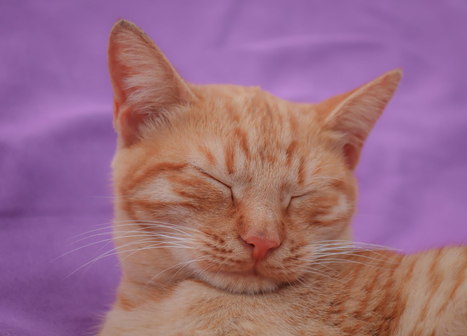 Canon EOS 200D (EOS Rebel SL2 / EOS Kiss X9) sample photo. Cat, red, kitten photography