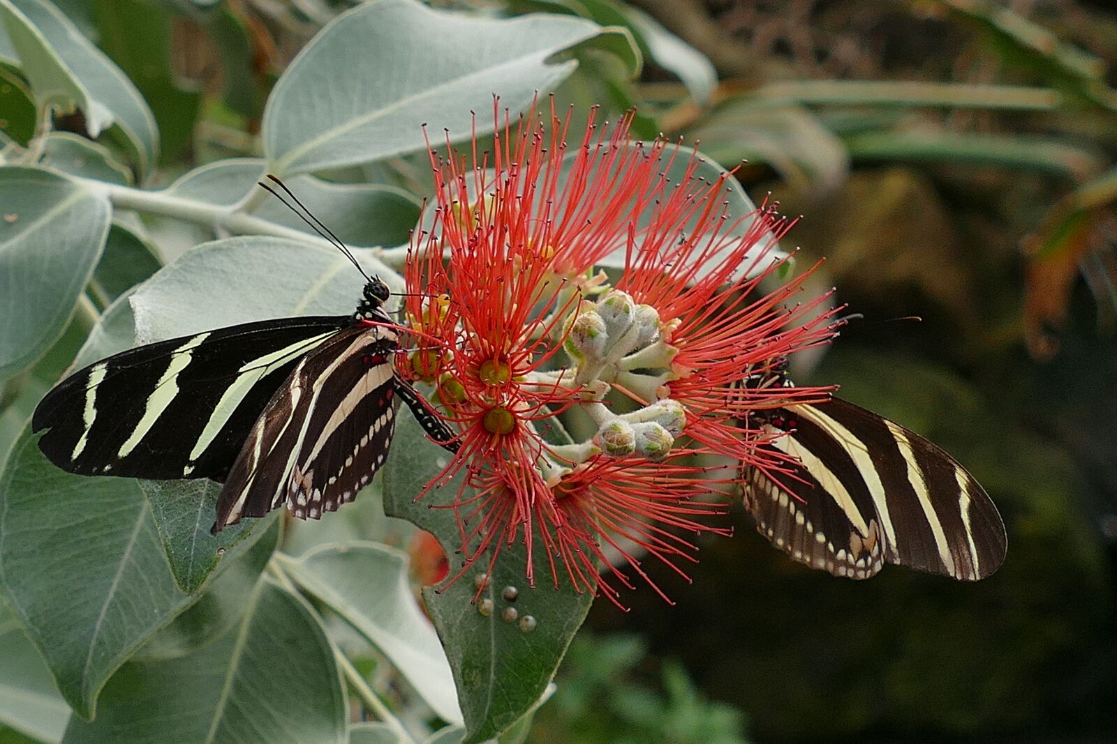 Panasonic Lumix DMC-FZ1000 sample photo. Butterflies, insects, butterfly photography