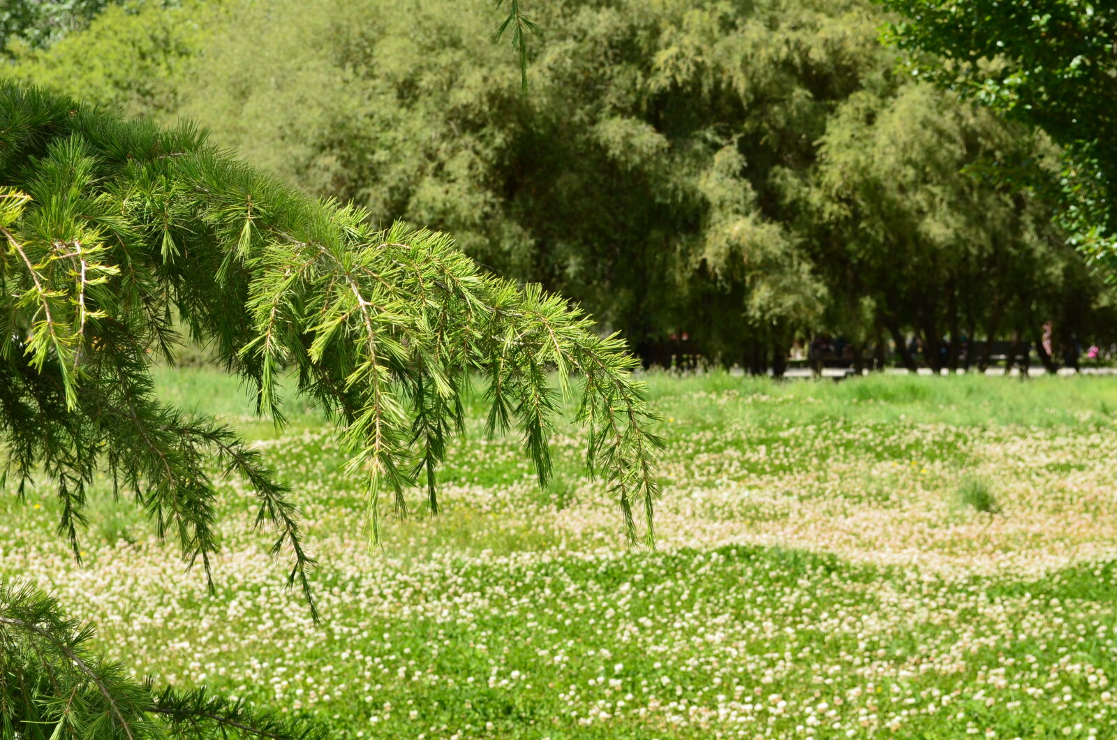 Nikon D5100 sample photo. Grassland, green photography