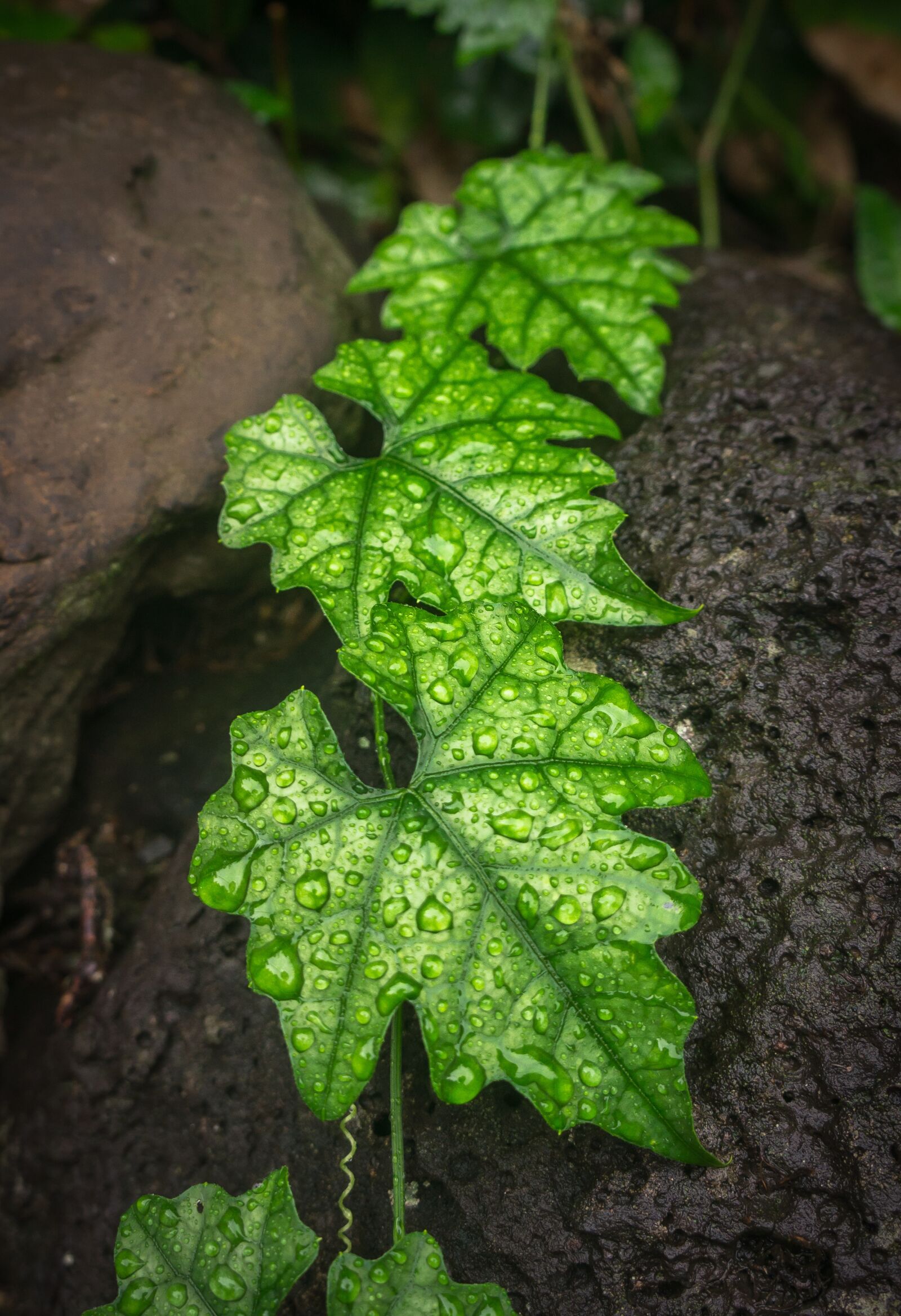 Sony Alpha NEX-5N sample photo. Ivy, leaf, nature photography