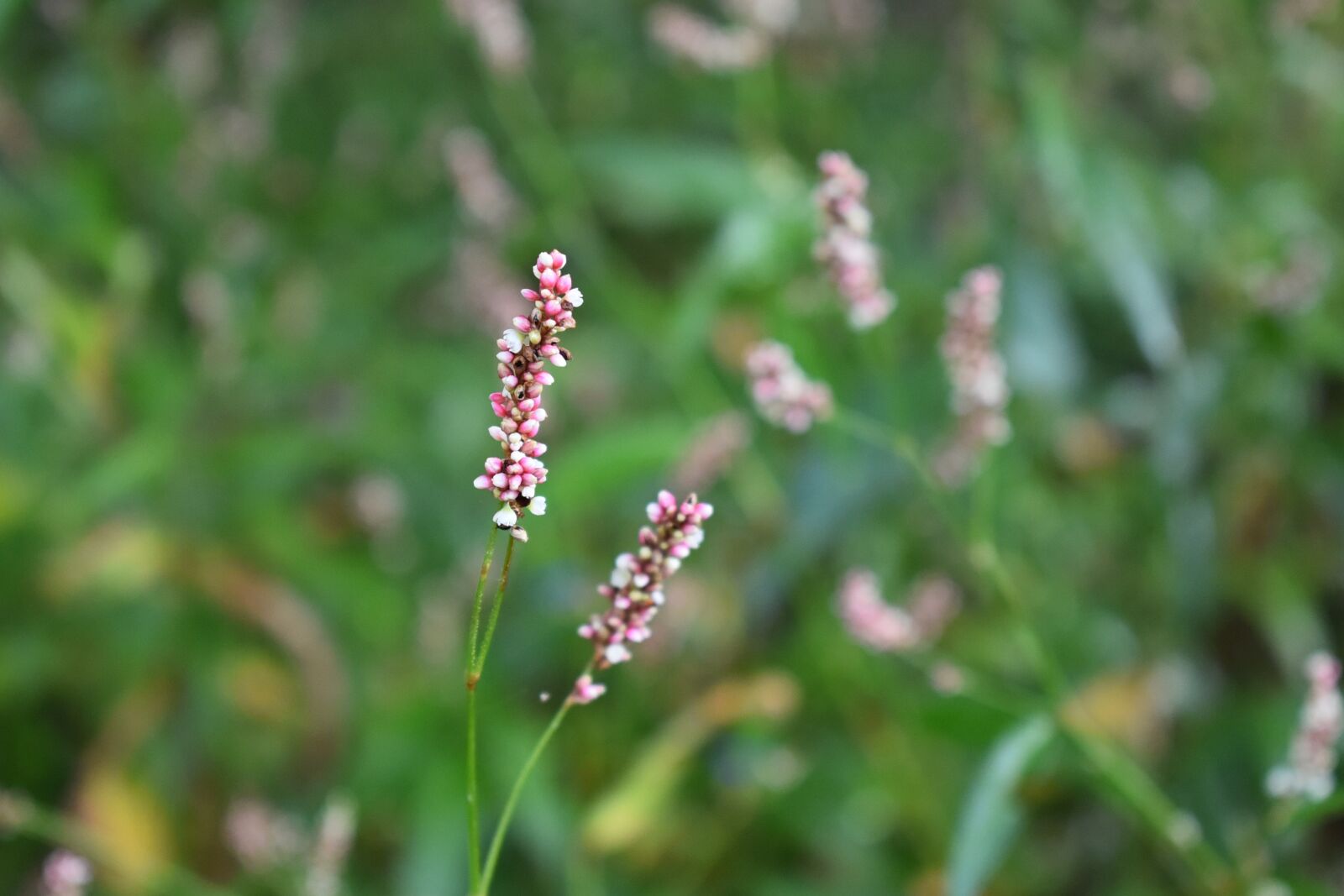 Nikon D750 sample photo. By the turn, pretty photography