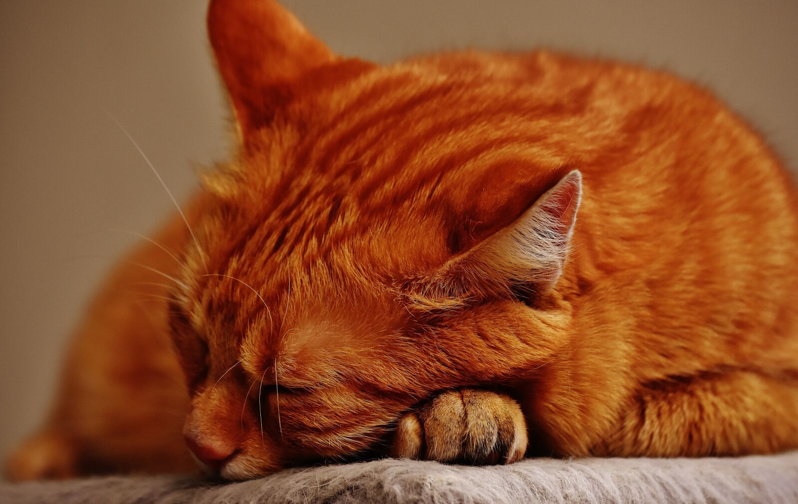 Nikon D7200 sample photo. Cat, red, sleep photography