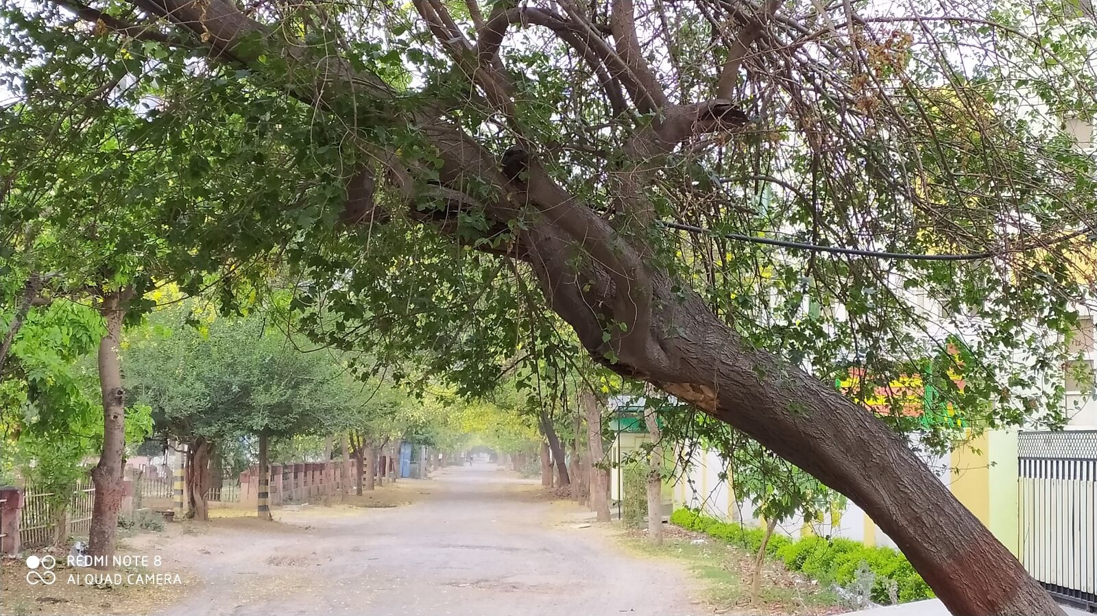 Xiaomi Redmi Note 8 sample photo. Tree, slant tree, slanted photography