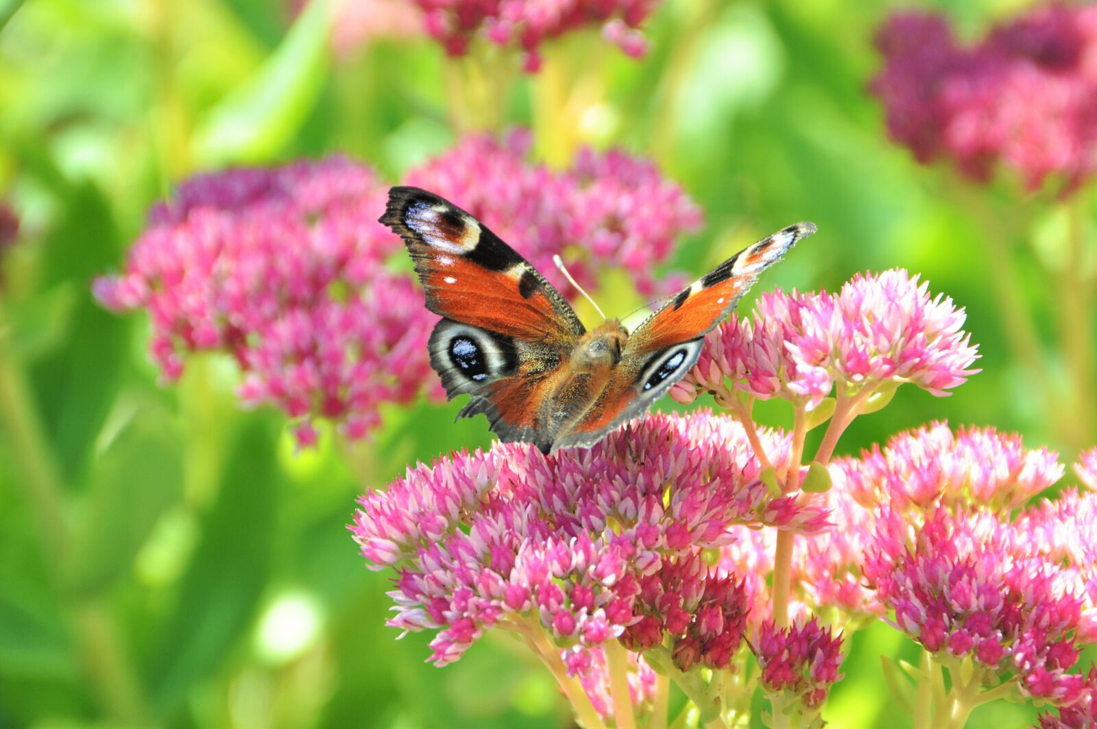 Nikon D5000 sample photo. Stonecrop, peacock butterfly, butterfly photography