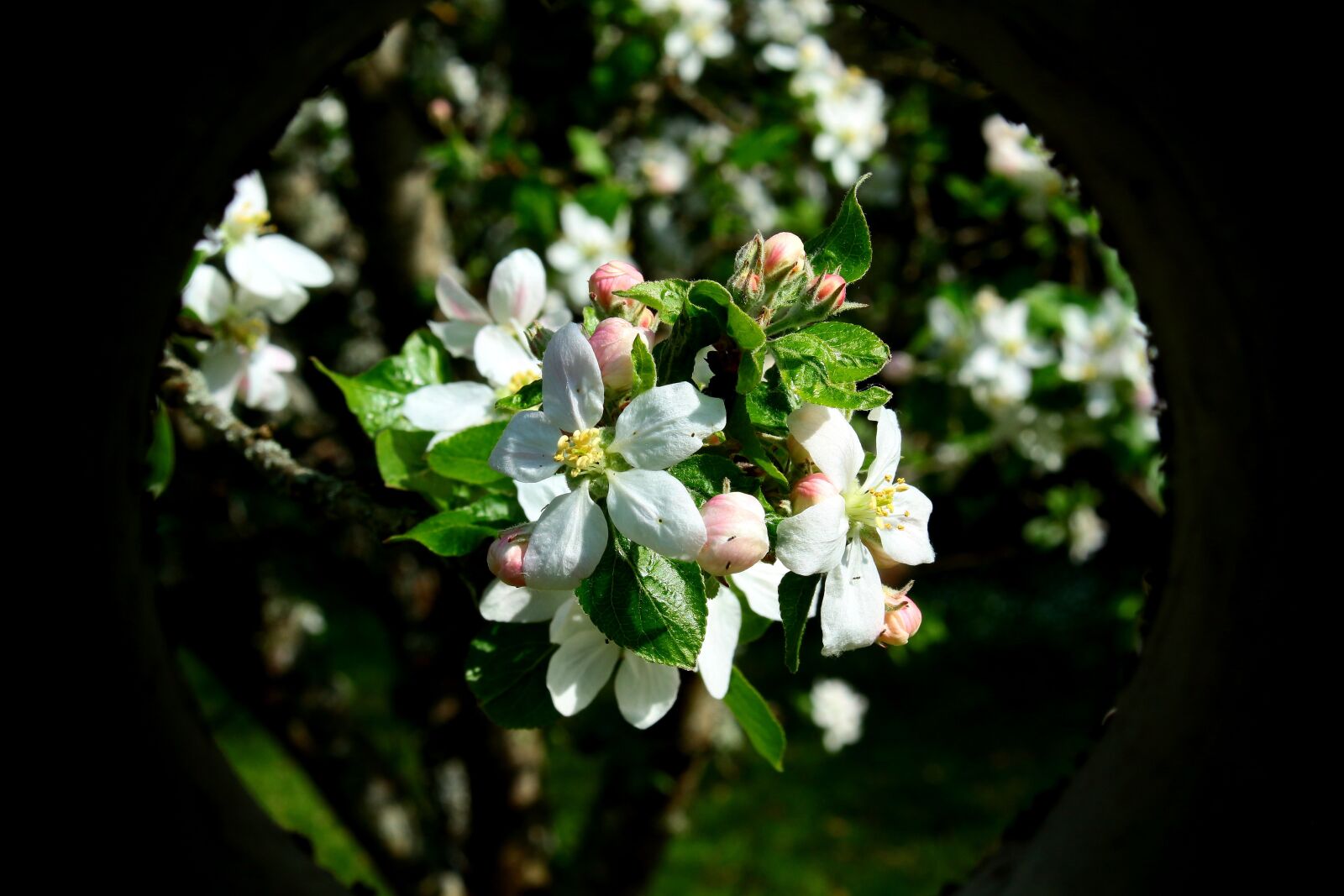 Canon EOS 100D (EOS Rebel SL1 / EOS Kiss X7) sample photo. Flowers, spring, nature photography